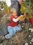 20081001_Vendange_Grone-018