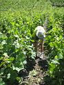 20090601_Grone-Sion-002