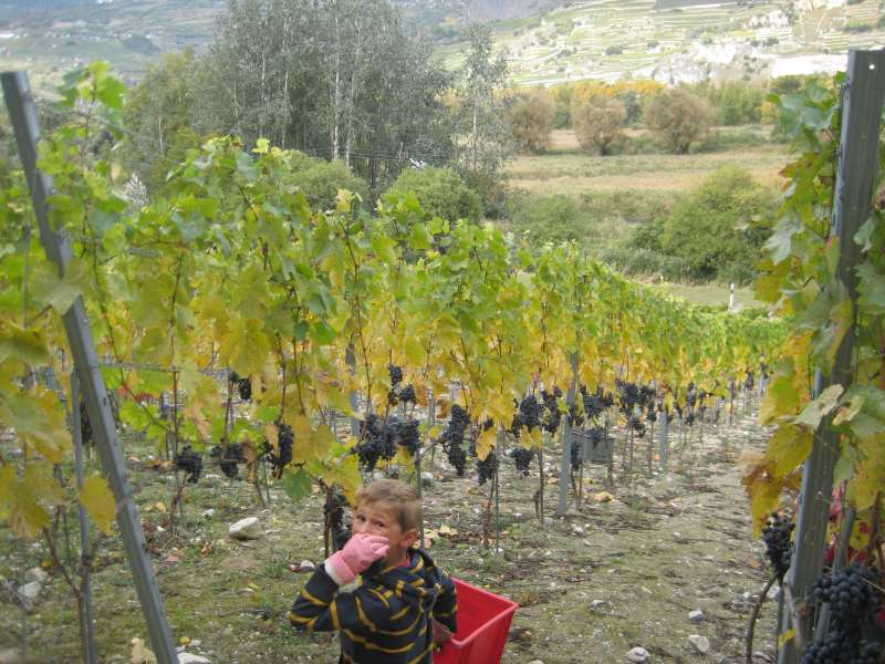 20101004_Vendange-017.jpg