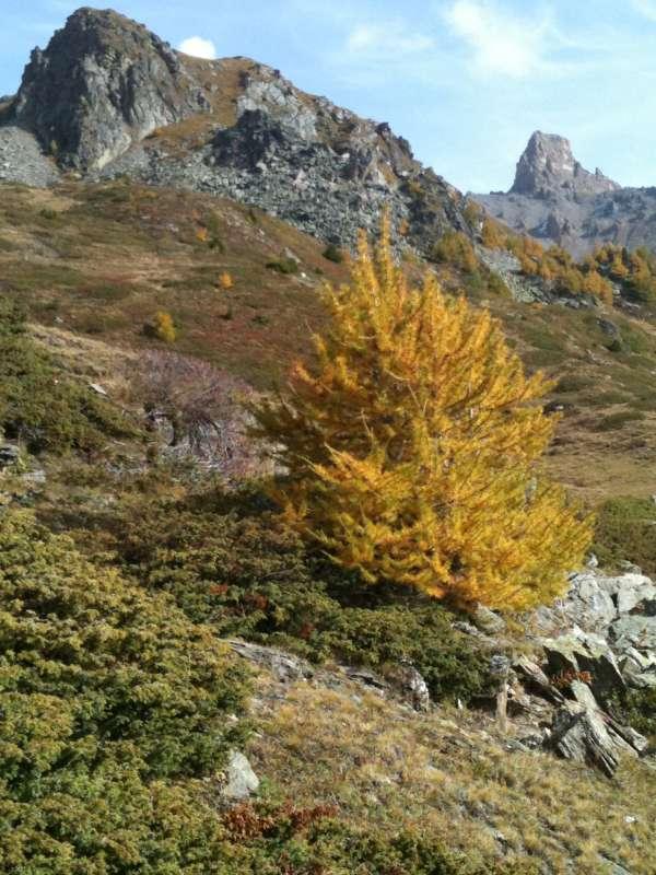 20101008_Alpage_Mase_Nax-018.jpg