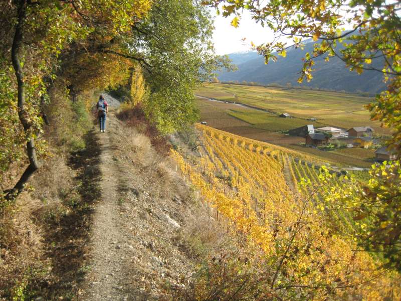20101030_Weinweg_Saillon-Grone_023.jpg