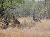 20130922_094212_Bungle_Bungle