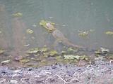 20130924_173132_Windjana