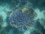 20131003_152732_Coral_Bay