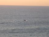 20131007_191854_Kalbarri_Buckelwal