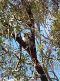 20131009_105732_Yanchep_NP