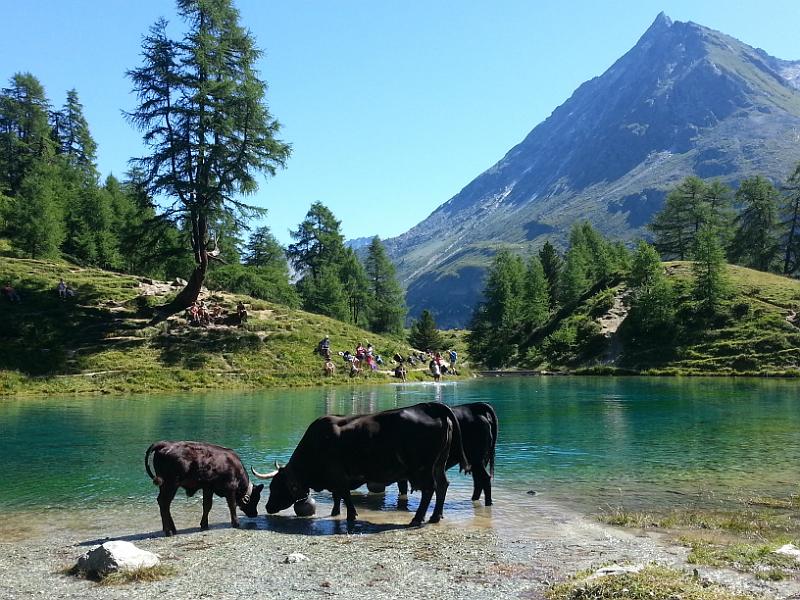 20130802_110021.jpg - 2.8. Lac Bleu (Wanderung Lac Bleu - Cabane des Aiguilles Rouge 2810m  - Remointse de Pra Gra - Arolla)