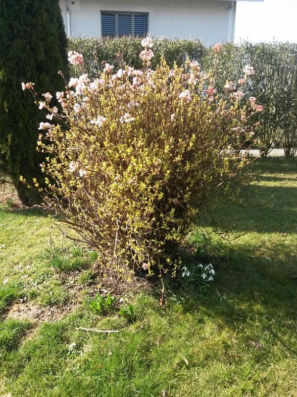 20140308_12.18.42.jpg - 8.3. Frühling