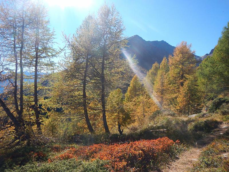 20141018_132316.JPG - 18.10 Wanderung auf dem Lötschentaler Höhenweg von Lauchernalp über Kummenalp, Faldumaalp und Feselalp nach Jeizinnen