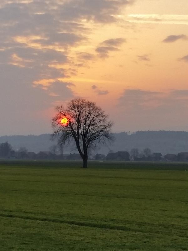 20150320_182405.jpg - 20.3. Abendstimmung zwischen Worben und Lyss