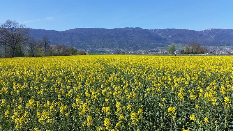 20150421_171421.jpg - 21.4. Frühling bei Staad