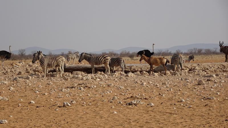 20160924_164220.JPG - 24.9. Zebras, Kuhantilopen und Strausse im westlichen Etosha NP