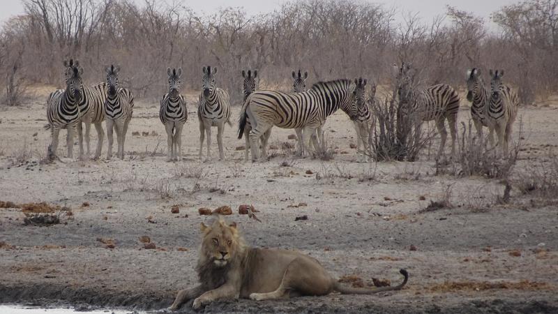 20160925_085552.jpg - 25.9. Tobiroen Waterhole, Etosha NP