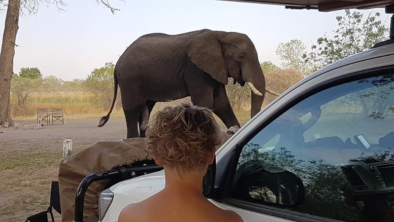 20161007_164319.jpg - 7.10. Elefant auf Third Bridge Campsite, Moremi GR, Okavanga Delta