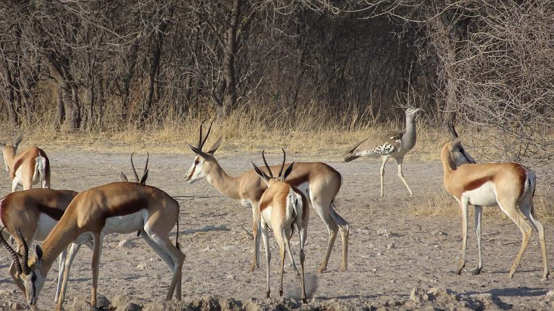 20161012_082304.JPG - 12.10. Sprinböcke und Riesentrappe am Sunday Pan Waterhole, Central Kalahari GR