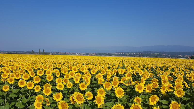 20180630_091056.jpg